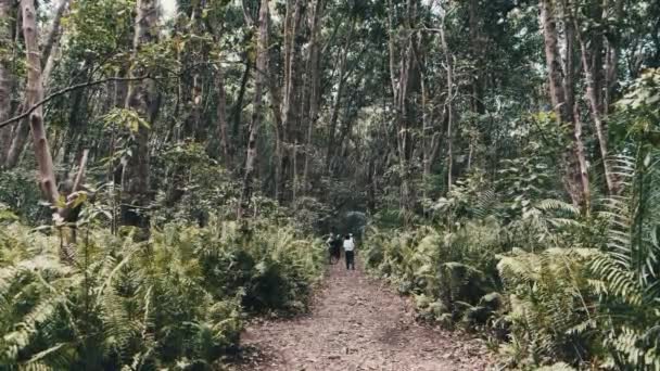 Regenwoud, dichte vegetatie van exotische bomen en struiken in Jozani bos, Afrika — Stockvideo