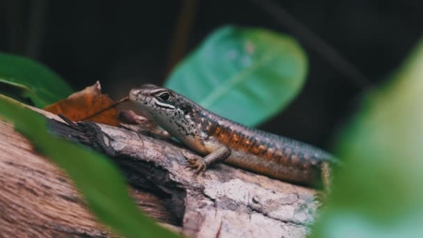 Африканская ящерица сидит на бревне в Равесте, Занзибар, Trachylepis Striata — стоковое видео