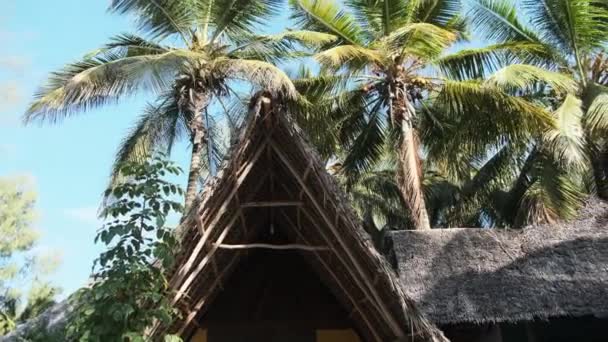 Trópusi Afrikai Hotel Thatched Tetőtéri bungalókkal és pálmafákkal, Zanzibár — Stock videók