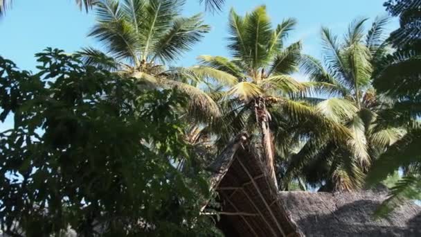 Tropical African Hotel mit Reetdachbungalows und Palmen, Sansibar — Stockvideo