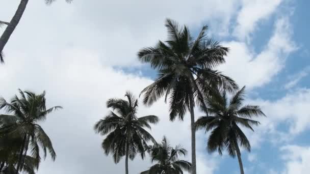 Beaucoup de grands palmiers se balançant dans le vent contre le ciel. L'Afrique. Palmeraie — Video