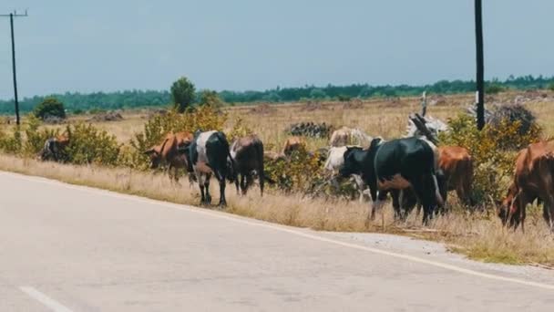 Stado afrykańskich krów humbaków Spacerujących po poboczu asfaltowej drogi, Zanzibar — Wideo stockowe