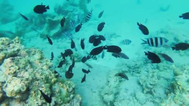 Poissons colorés nageant près d'un récif corallien, vue sous-marine, Zanzibar, Tanzanie — Video