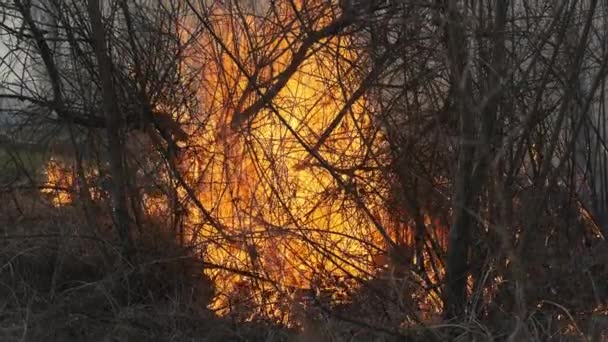 Feuer im Wald, brennendes trockenes Gras, Bäume, Büsche, Flammen und Rauch, Waldbrände — Stockvideo