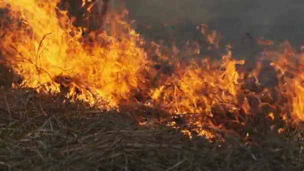 Incendi nella foresta, brucia erba secca, alberi, cespugli, fiamme e fumo, incendi boschivi — Video Stock