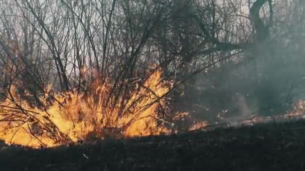 Fire in the Forest, Burning Dry Grass, Trees, Bushes, Flame and Smoke, Wildfires — Stock Video