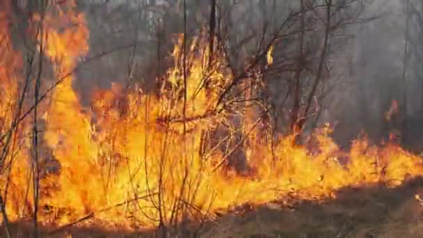Ogień w lesie, sucha trawa, drzewa, krzewy, płomień i dym, pożary — Wideo stockowe