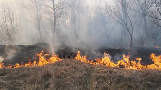 Fuego en el bosque, Hierba seca ardiente, Árboles, Arbustos, Llama y humo, Incendios forestales — Vídeos de Stock