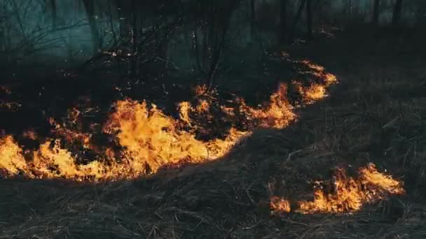 Wildfire w lesie wiosennym, spalanie trawy, drzew, krzewów, płomieni i dymu — Wideo stockowe