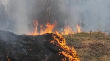 Ormanda yangın, Yanan Kuru Çimen, Ağaçlar, Çalılar, Alev ve Duman, Yaban Yangınları