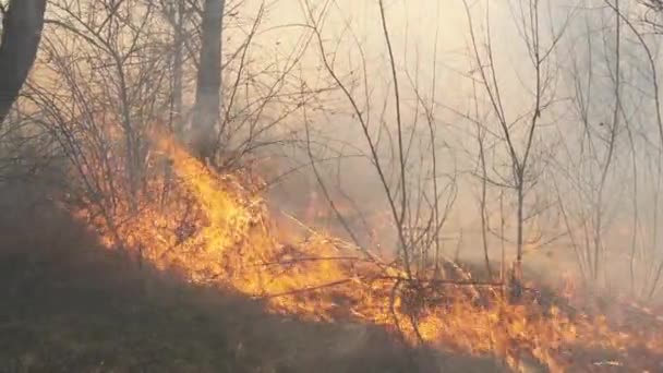 Fire in the Forest, Burning Dry Grass, Trees, Bushes, Flame and Smoke, Wildfires — Stock Video