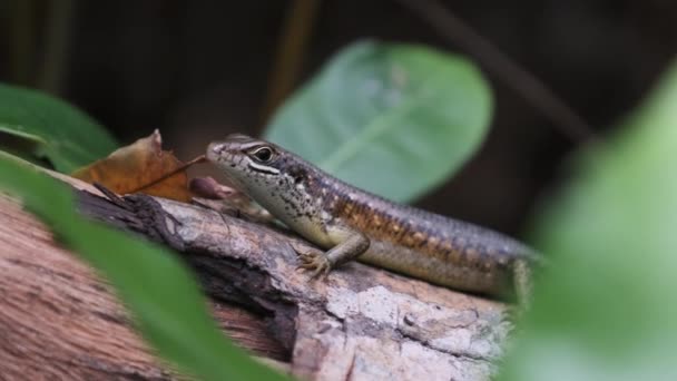 非洲蜥蜴栖息在热带雨林、桑给巴尔、 Trachylepis Striata的原木上 — 图库视频影像