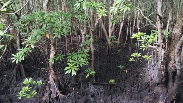 Mangroven in Regenwoud, Zanzibar, Verstrengelde Bomen Wortels in Modder van Moeras — Stockvideo