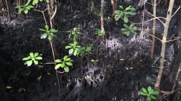 Mangroves i regnskog, Zanzibar, trassliga träd rötter i lera i träsk skog — Stockvideo