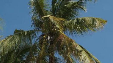 Afrika 'da Gökyüzüne Karşı Bir sürü olgun sarı hindistan cevizi olan palmiye ağacı, Zanzibar