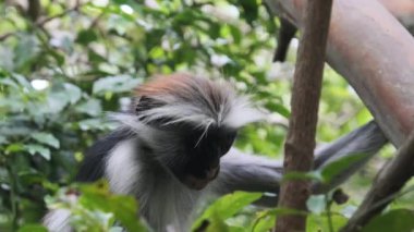 Jozani Tropikal Ormanı, Zanzibar, Afrika 'da Kırmızı Colobus Maymunu Şubede Oturuyor