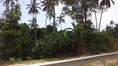 Palmiye ağaçları ve yeşil bitki örtüsü olan Afrika ormanları, sürücü arabasından manzara, Zanzibar