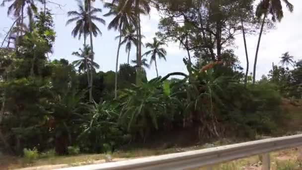 Afrykańskie lasy z palmami i zielenią, widok z samochodu, Zanzibar — Wideo stockowe