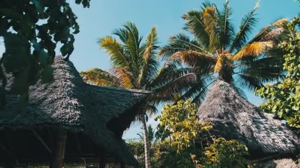 Thatched telhado de verão Bungalow e palmeiras no fundo do céu azul, Zanzibar — Vídeo de Stock