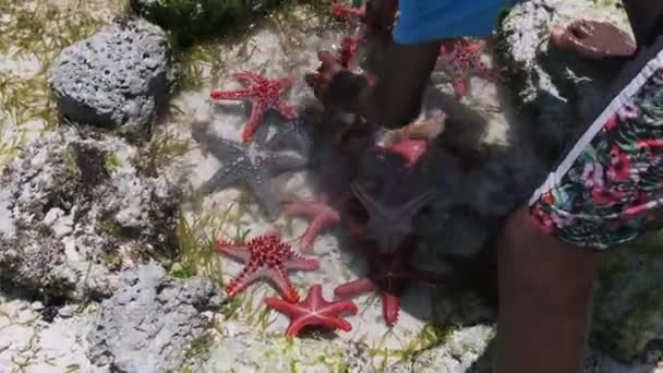 Veel kleurrijke zeesterren liggen in een natuurlijk koraalaquarium aan de kust — Stockvideo