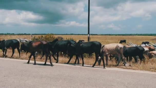 Herd van Afrikaanse bultrug Koeien Wandelen aan de zijkant van de Asfaltweg, Zanzibar — Stockvideo