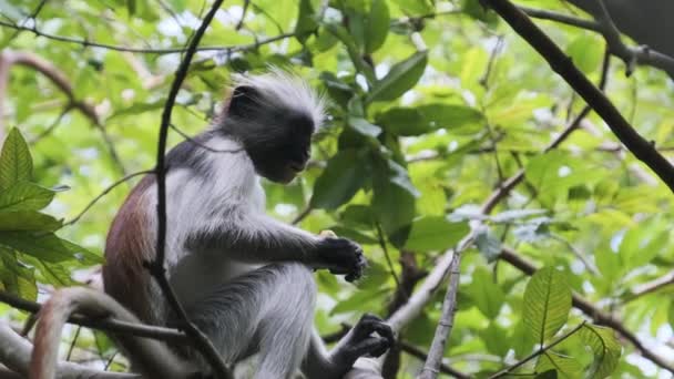 Red Colobus Monkey Sitting on Branch in Jozani Tropical Forest, Zanzibar, África — Vídeo de Stock