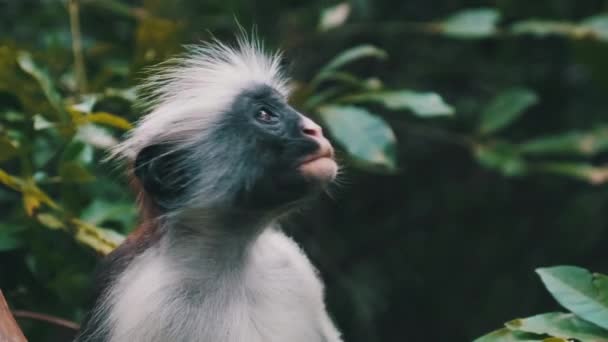 Jozani Tropikal Ormanı, Zanzibar, Afrika 'da Kırmızı Colobus Maymunu Şubede Oturuyor — Stok video