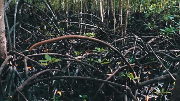 Mangroven im Regenwald, Sansibar, Baumwurzeln im Schlamm des Sumpfwaldes — Stockvideo