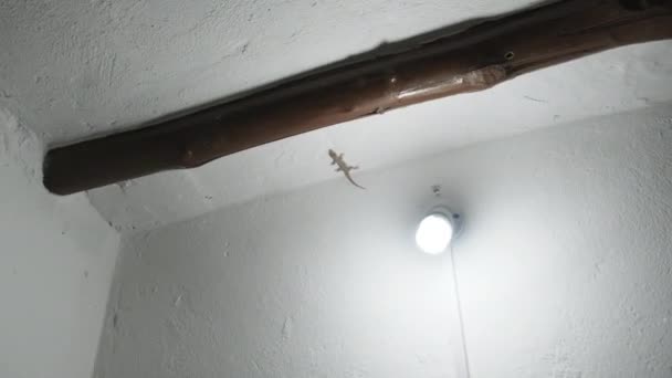 Geceleyin, Afrika 'da, Zanzibar' da Tropikal bir bungalovda Bir Gecko Duvarda Sürünüyor — Stok video