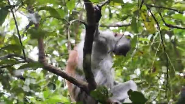 Singe Colobus rouge assis sur une branche dans la forêt tropicale de Jozani, Zanzibar, Afrique — Video