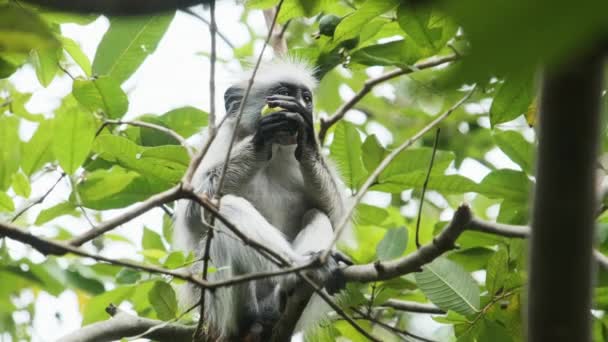 Red Colobus Monkey Sitting on Branch in Jozani Tropical Forest, Zanzibar, Africa — стокове відео