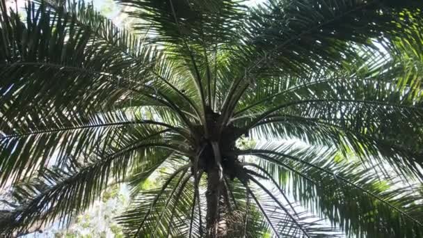 Crown of Palm Tree Against the Sky in Africa, Zanzibar — стокове відео