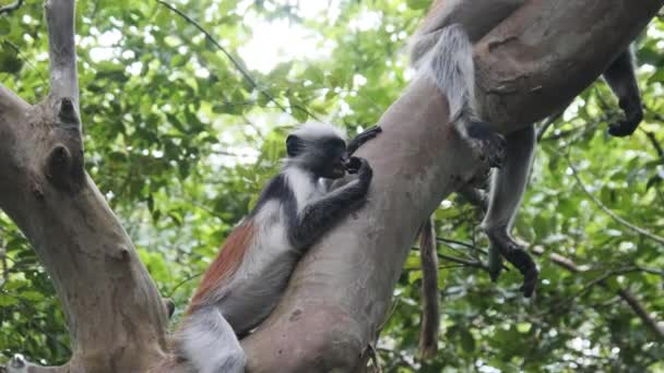 Red Colobus Monkey Zit op Branch in Jozani Tropical Forest, Zanzibar, Afrika — Stockvideo