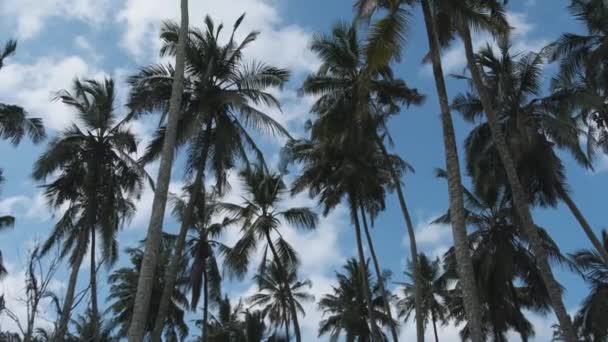 Mycket höga palmer svajande i vinden mot himlen, Afrika, Palm Grove — Stockvideo