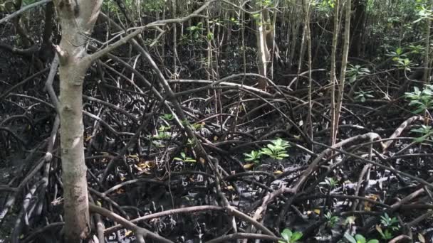 Mangroven im Regenwald, Sansibar, Baumwurzeln im Schlamm des Sumpfwaldes — Stockvideo