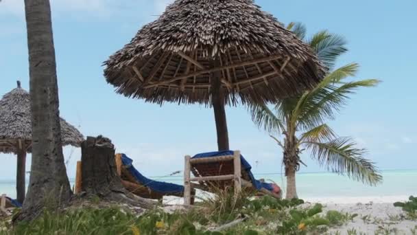 サンディ・トロピカル・ビーチ・バイ・オーシャン、ザンジバルの草で覆われた傘とサンラウンジャー — ストック動画