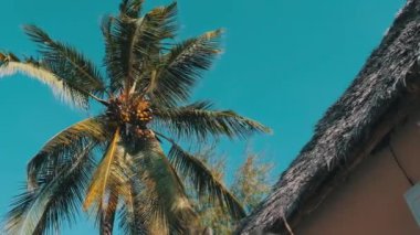 Thatched Roof Bungalovları ve Palm Trees, Zanzibar 'ı olan tropikal Afrika Oteli
