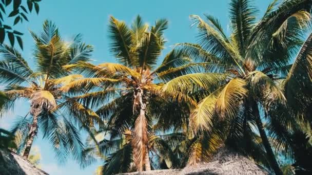 Thatched Roof of Summer Bungalow and Palm Trees on Blue Sky Background, Zanzibar — Stock Video