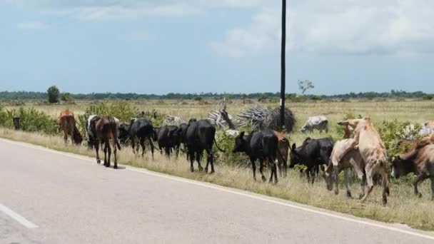 Stado afrykańskich krów humbaków Spacerujących po poboczu asfaltowej drogi, Zanzibar — Wideo stockowe
