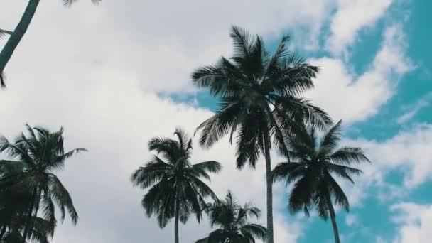 Dużo wysokich palm kołyszących się na wietrze przeciwko niebu. Afrykę. Gaj palmowy — Wideo stockowe
