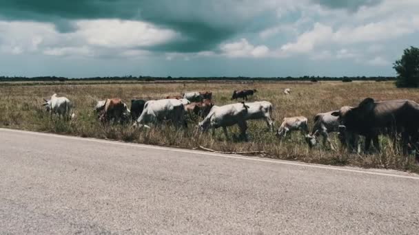 Stádo afrických hrbatých krav kráčejících na úbočí Asfaltové cesty, Zanzibar — Stock video