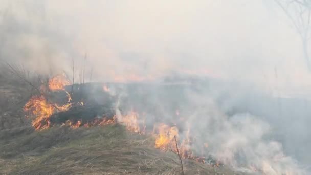 Brann i skogen, brennende tørt gress, trær, busker, ild og røyk, skogbranner – stockvideo