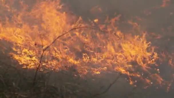 Вогонь у лісі, вогняна суха трава, дерева, буші, полум "я та дим, лісові пожежі — стокове відео