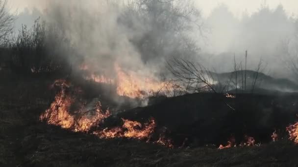 Waldbrand im Frühlingswald, brennendes trockenes Gras, Bäume, Büsche, Flammen und Rauch — Stockvideo