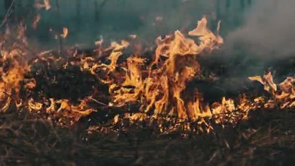 Feuer im Wald, brennendes trockenes Gras, Bäume, Büsche, Flammen und Rauch, Waldbrände — Stockvideo