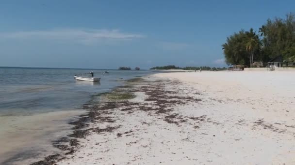 Beach with Algae and Tropical Coastline with Hotels at Low Tide Zanzibar, Pingwe — Stok Video