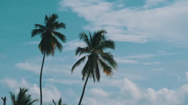 Zwei hohe Palmen wiegen sich im Wind gegen den Himmel. Afrika. Palmenhain — Stockvideo