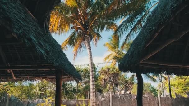 Tropical African Hotel with Thatched Roof Bungalows and Palm Trees, Zanzibar — Stock Video