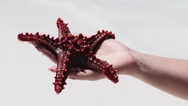 Frauenhand hält einen roten Seestern über transparentem Meerwasser am weißen Strand — Stockvideo