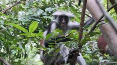 Jozani Tropikal Ormanı, Zanzibar, Afrika 'da Kırmızı Colobus Maymunu Şubede Oturuyor